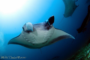Rush Hour in Komodo! A dozen of these amazing creatures w... by Mona Dienhart 